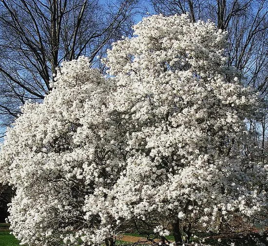 Dwarf Ornamental Trees 10