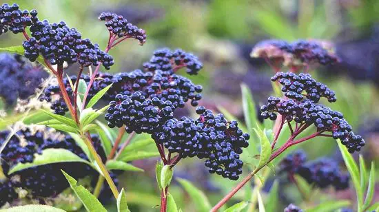 Plants for Corona Virus 14