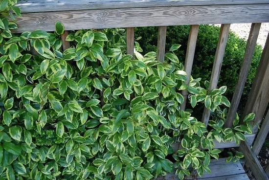 Best Shade Loving Climbers 20