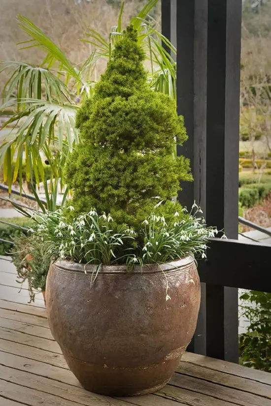 Dwarf Ornamental Trees 12