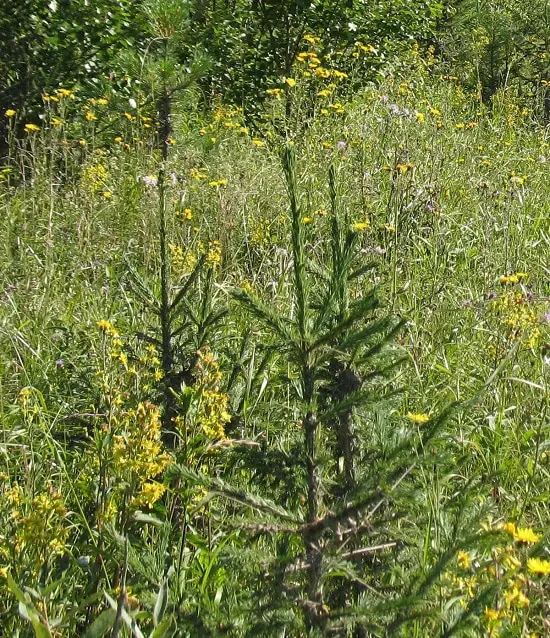 Different Types of Spruce Tree 15