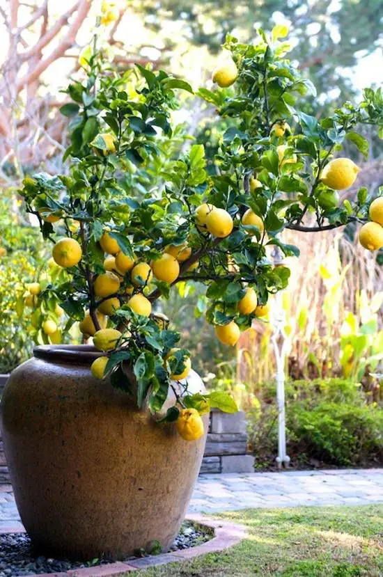 Plants for Corona Virus 15