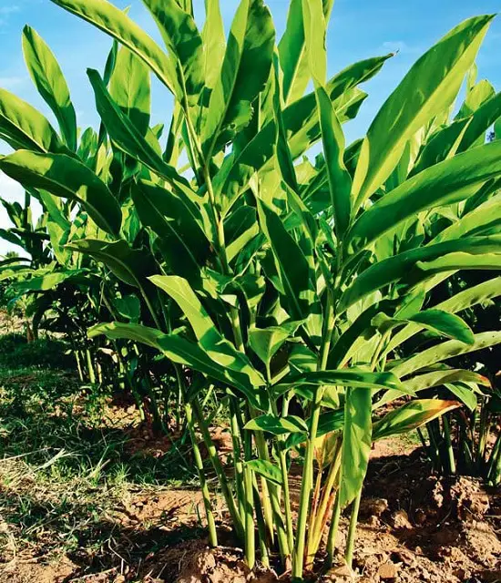 Asian Vegetables to Grow 12