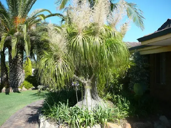 Dwarf Ornamental Trees 16