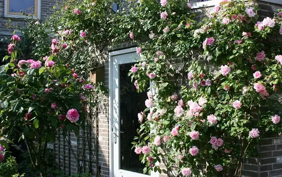 Best Thornless Roses 20