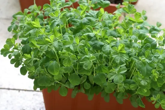 Asian Vegetables to Grow 18