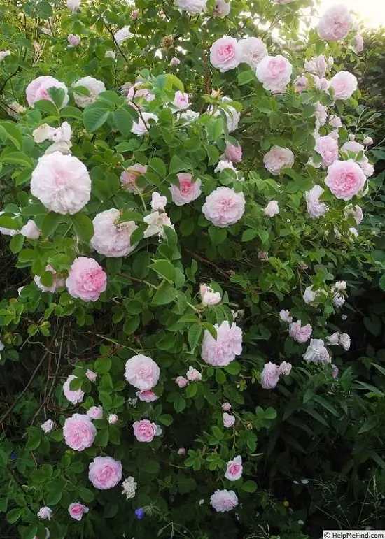 Best Thornless Roses 22