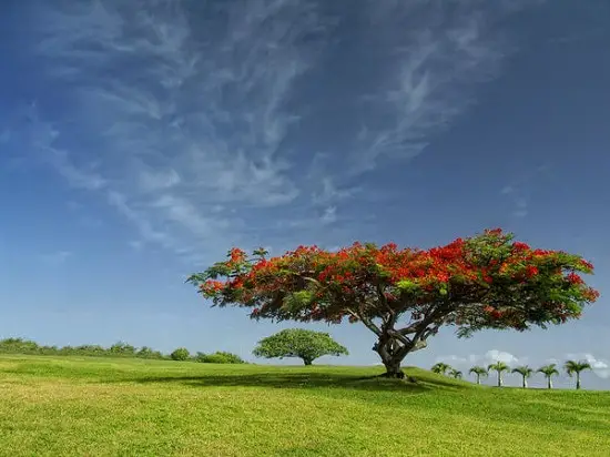 Dwarf Ornamental Trees 18