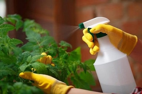How to Use Essential Oils for Gardening