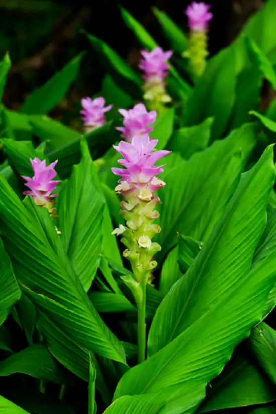 Plants for Corona Virus