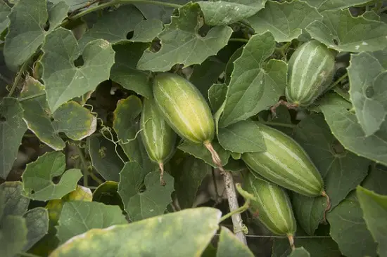 Asian Vegetables to Grow 20