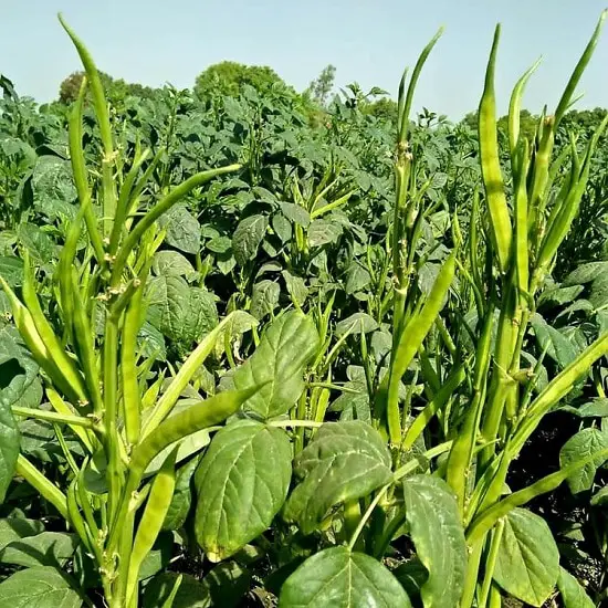 Asian Vegetables to Grow 26