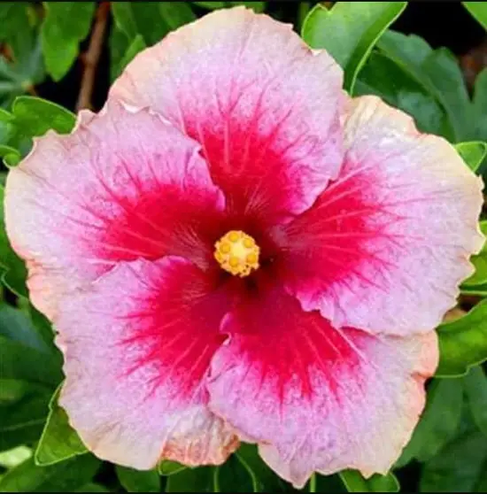 Types of Hibiscus 12