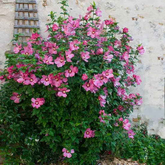 Types of Hibiscus 13