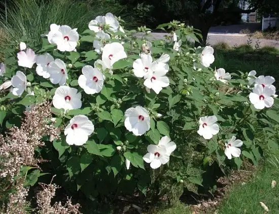 Types of Hibiscus 14
