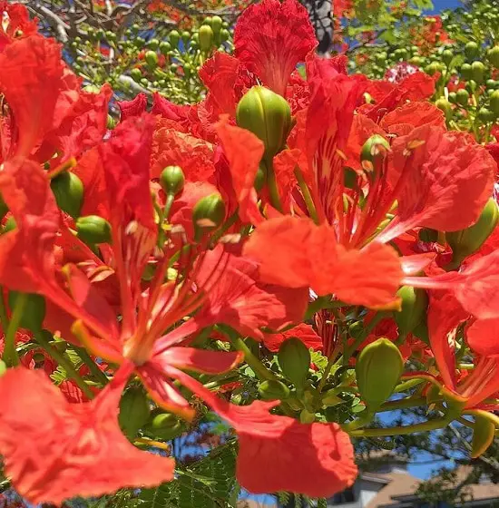 Types of Hibiscus 15