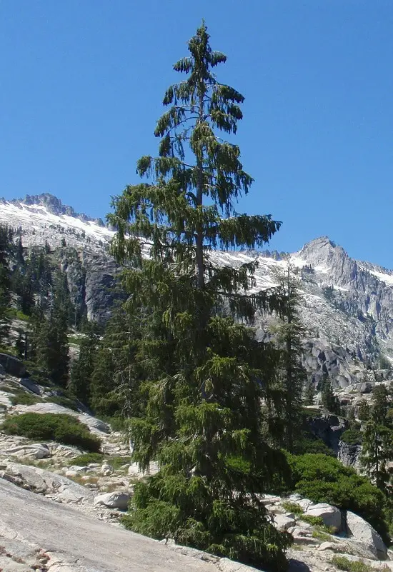Different Types of Spruce Tree 2
