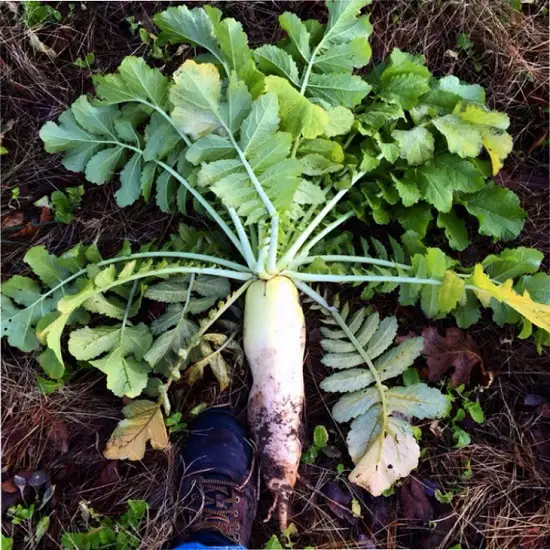 Asian Vegetables to Grow 2