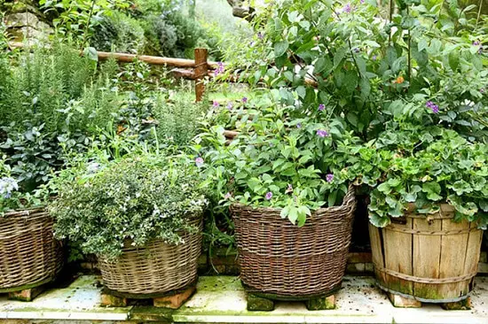 How to Grow a Survival Garden 3