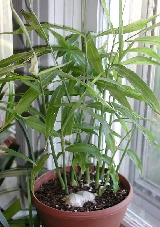 Plants for Corona Virus 2