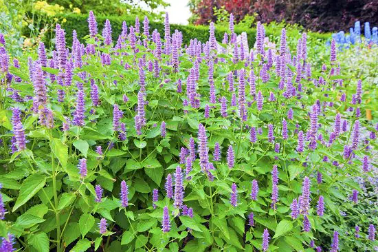 Purple Plants in Texas 4