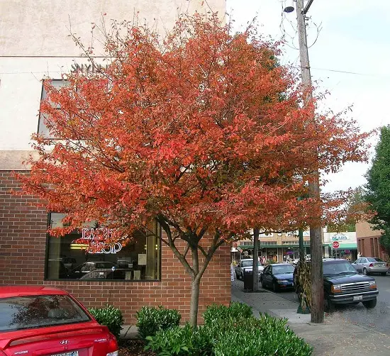 Dwarf Ornamental Trees 4