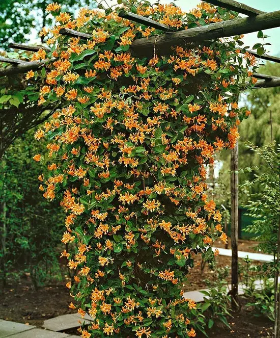 Most fragrant flowers chosen by gardeners. 18