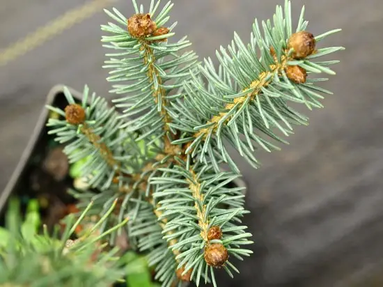 Different Types of Spruce Tree 6