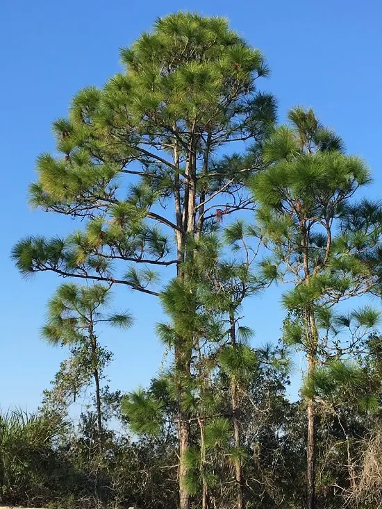 top Floridian Native Trees and Plants
