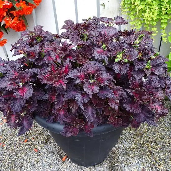 Best Coleus Varieties 8