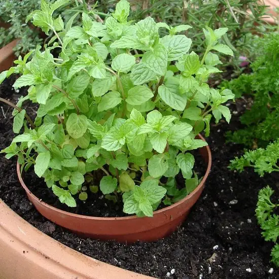 Plants for Corona Virus 6