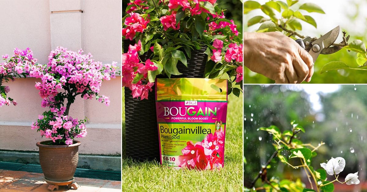 8 Secret Bougainvillea Care Tips How To Care For Bougainvillea Plant