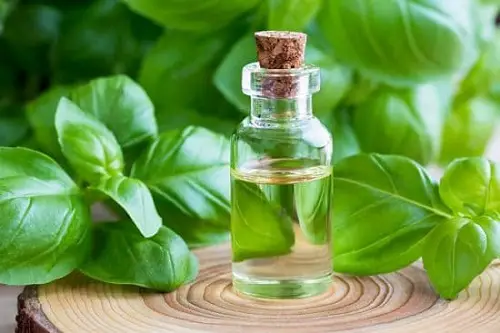 Basil Essential Oil for Gardening 7