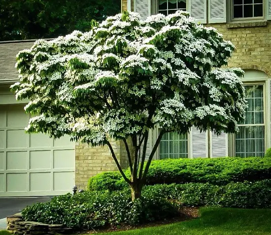 Dwarf Ornamental Trees 8