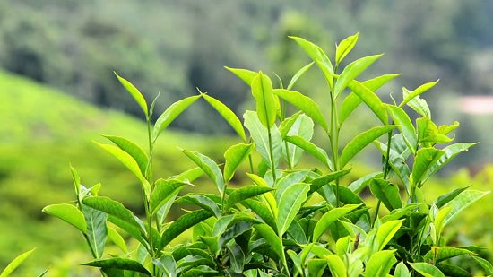 Plants for Corona Virus 10