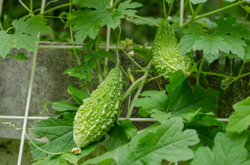 Bitter Melon (Bitter Gourd) Information