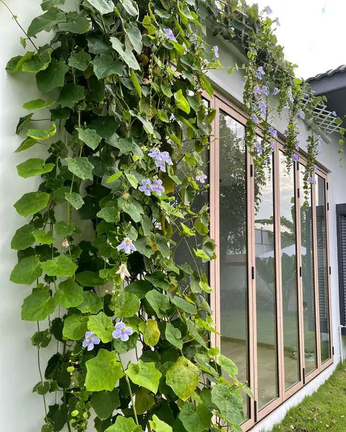 Best Shade Loving Climbers 16