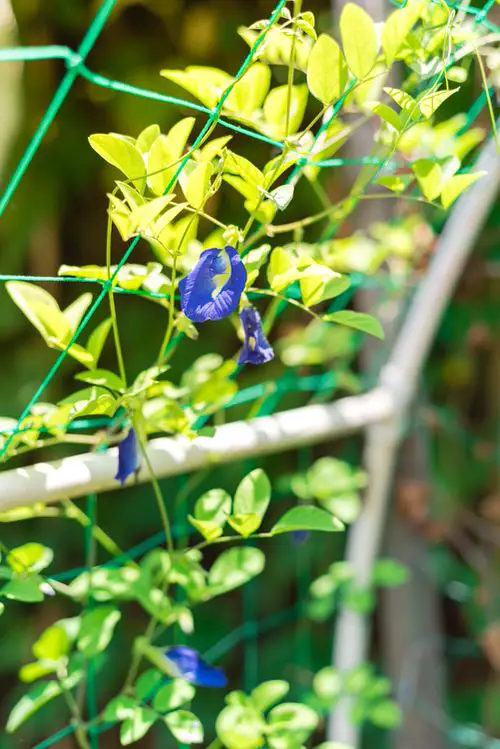 Best Shade Loving Climbers 14