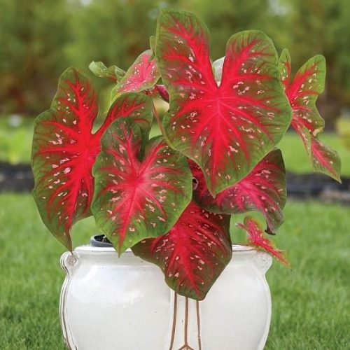 Best Caladium Varieties 46