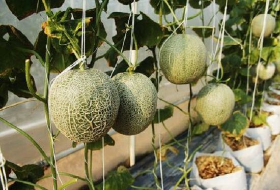 How to Grow Cantaloupes Vertically