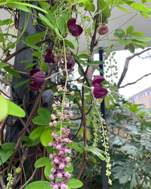 Flowering Vines for Shade #13