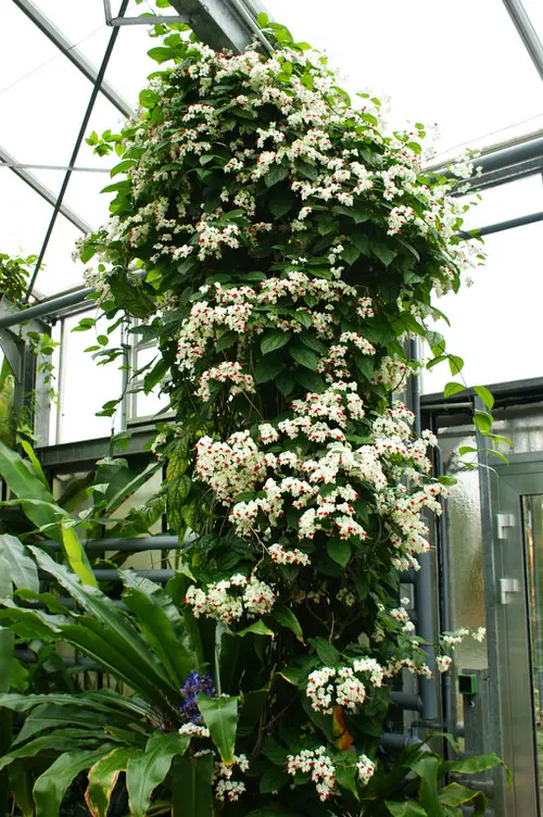 Best Shade Loving Climbers 8
