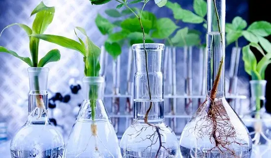 Is Distilled Water Good for Plants in your garden