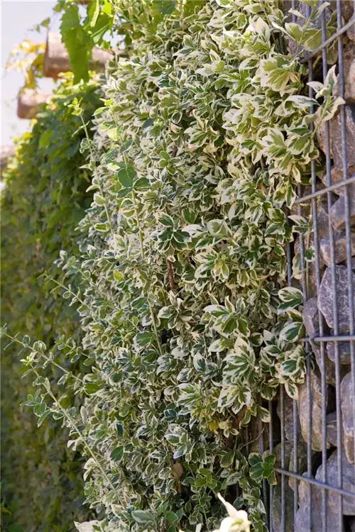 Flowering Vines for Shade #21