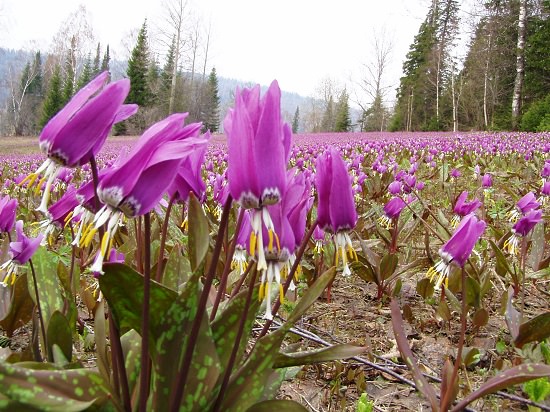 Best Russian Flowers 4