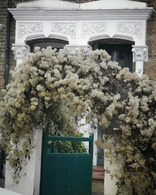 Flowering Vines for Shade # 15