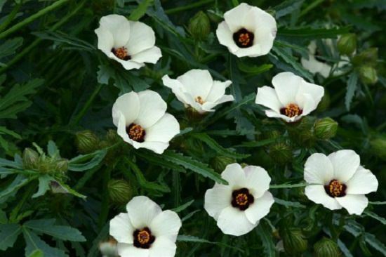 Types of Hibiscus 2