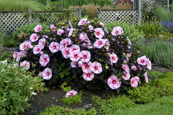 Types of Hibiscus 4