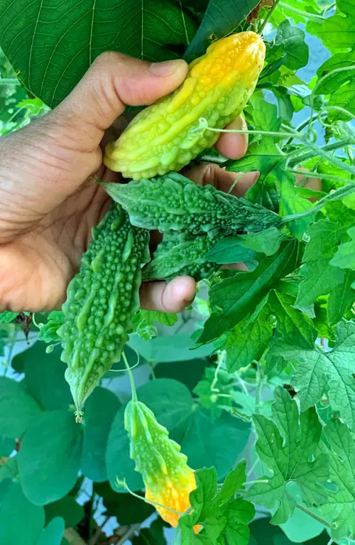 Harvesting Bitter Melon