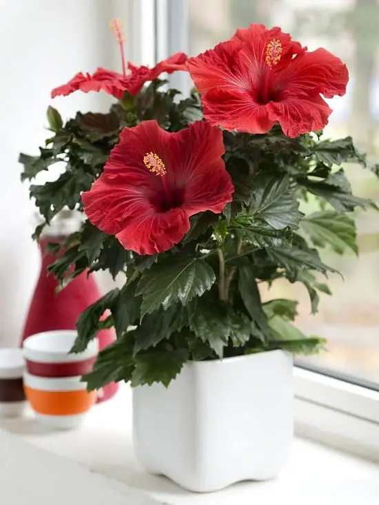 Growing Hibiscus Indoors 2